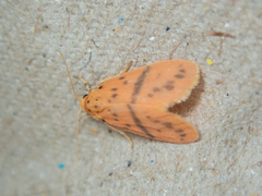 Miltochrista arcuata