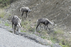 Ovis dalli stonei