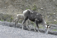 Ovis dalli stonei