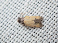 Tyrolimnas anthraconesa