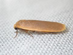 Danielithosia immaculata