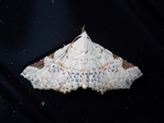 Prolophota trigonifera