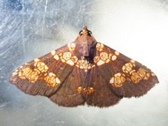 Saroba pustulifera