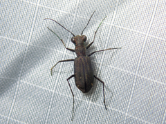 Cylindera kaleea