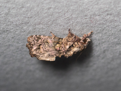 Callopistria guttulalis