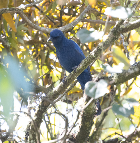 Unicolored Jay (Aphelocoma unicolor), photo 4