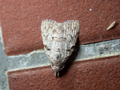 Nola thyrophora