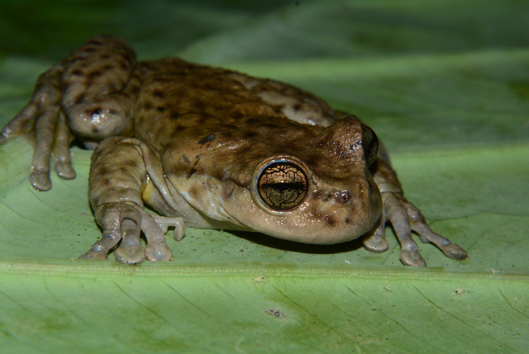 Golden-Sided Spikethumb Frog photo 2