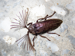 Callirhipidae