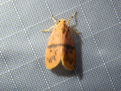 Miltochrista arcuata