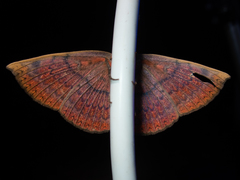 Hypopyra vespertilio
