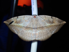 Hypopyra vespertilio