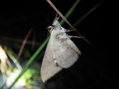 Oxyodes scrobiculata