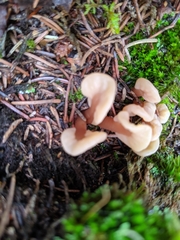 Cudoniaceae