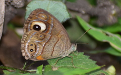 Mycalesis junonia