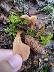 Cudoniaceae