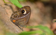 Mycalesis junonia