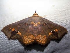 Lopharthrum comprimens