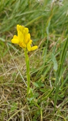 Genista sagittalis