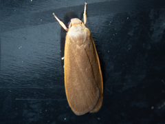 Danielithosia immaculata