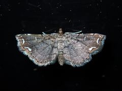 Neomusotima fuscolinealis