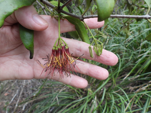 Amyema congener (Amyema congener)