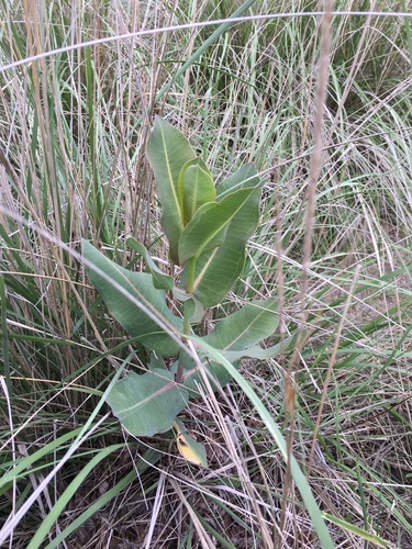 Asclepias elata (Asclepias elata)