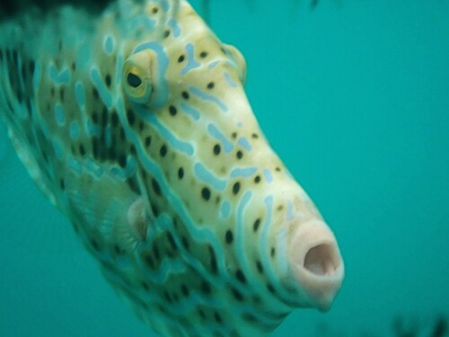 Scrawled Filefish