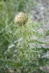 Cirsium echinus