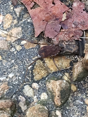 Hadrobunus maculosus