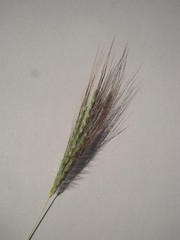Dichanthium sericeum