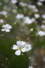 Gypsophila tenuifolia