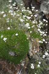 Gypsophila tenuifolia