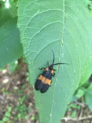 Calopteron discrepans