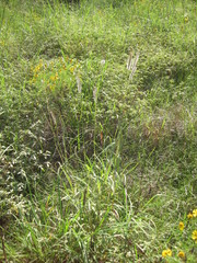 Dichanthium sericeum