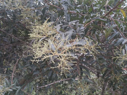 Foto de Assa-peixe