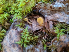 Cudoniaceae