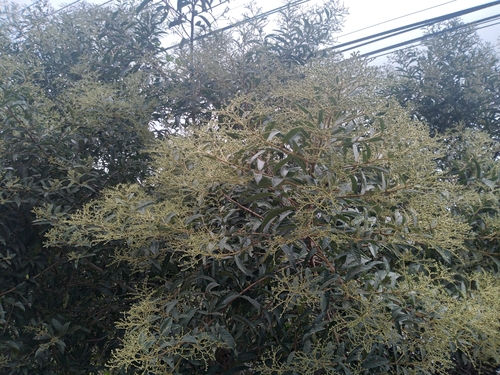 Foto de Assa-peixe