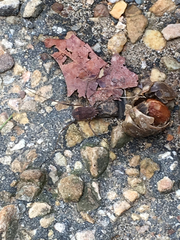 Hadrobunus maculosus