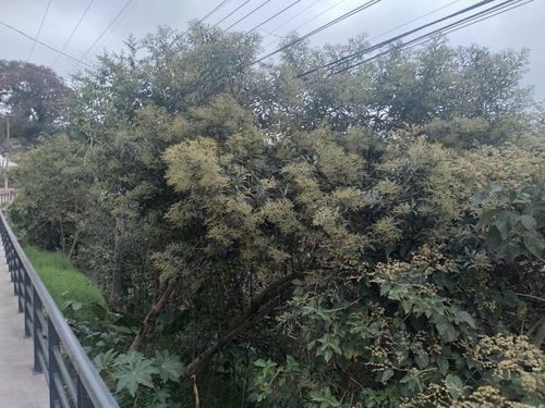 Foto de Assa-peixe