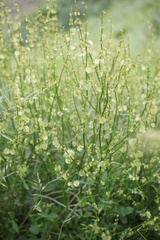 Rumex scutatus