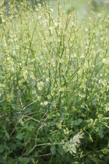 Rumex scutatus