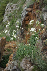 Valeriana cardamines