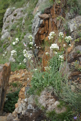 Valeriana cardamines