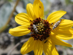 Helianthus niveus