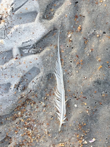 Plume de Sterne royale