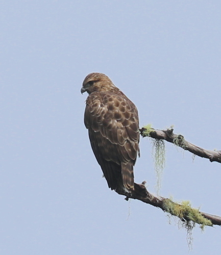 Madagascar Buzzard