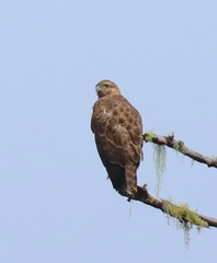 Buteo brachypterus