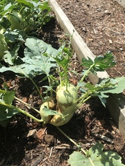 Brassica oleracea gongylodes