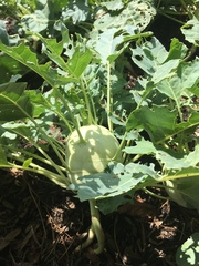 Brassica oleracea gongylodes